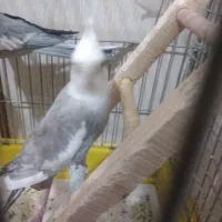 عروس هلندی نره