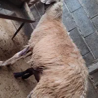 گوسفند بره دار و یدونه ابست کردستانی|حیوانات مزرعه|سیمین شهر, |دیوار