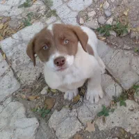 توله نر پنجه دار