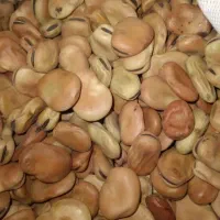 باقله خشک درجه یک. مربوط به کشت امسال