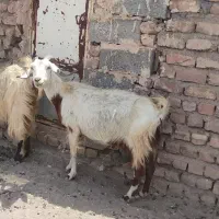 بز با دو بزغاله