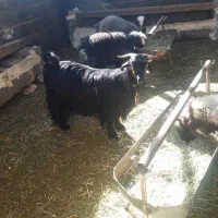 کلار ناری درجه یک|حیوانات مزرعه|شهرکرد, |دیوار