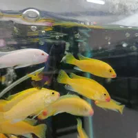 بیش از ۱۳۰ نژاد ماهی اکواریومی در نیشابور|ماهی|نیشابور, دارایی|دیوار