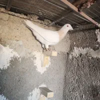 کرم پلاکی کفتر