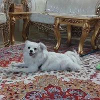 سگ پامر اشپیتز روباهی|سگ|ری, فیروزآباد|دیوار