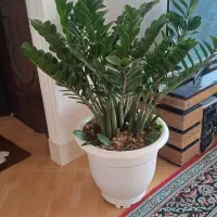 گیاه غول پیکر با۱۸تا پاجوش مخصوص خاص پسندها|گل و گیاه طبیعی|شیروان (خراسان), |دیوار