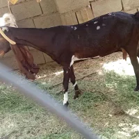 بز و نری کاموری