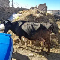 گاوشیری|حیوانات مزرعه|مشگین شهر, |دیوار