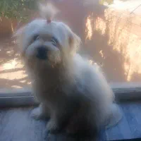 سگ‌شیتزو‌نر