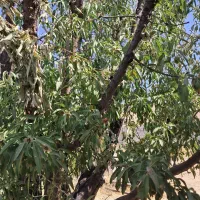 فروش زمین ۱۰۰۰ متری باغشهرها در خالد آباد فاتحی|فروش زمین و ملک کلنگی|شیراز, ویلاشهر|دیوار