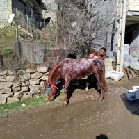 فروشی فقط فقط