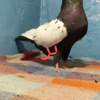 سینه سیاه درجه یک