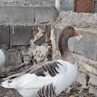 غاز نر ماده تخم گذار