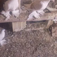 کبوتران ابلاغ همدان