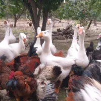 غاز|حیوانات مزرعه|گرگان, |دیوار