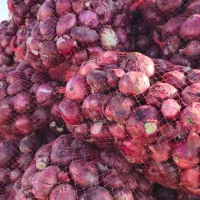 پیاز قرمز نگار