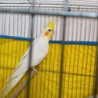 عروس هلندی|پرنده|شوشتر, |دیوار