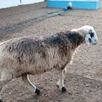 بره قوچ تخمی ترکمن اصیل