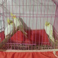 عروس پاریس۶ماهه