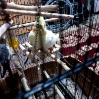 طوتی عروس لوتینو