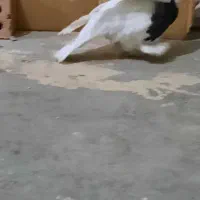 کفر طوقی ماده|پرنده|تهران, شهید فکوری|دیوار