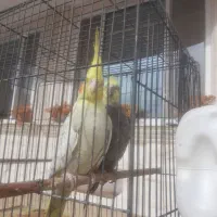 قناری وعروس هلندی|پرنده|مهدی شهر, |دیوار