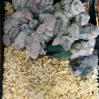 خرید وفروش طوطی راهب کاسکو ملنگو گرینچک|پرنده|قم, آزادگان|دیوار