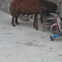 گوسفند نر