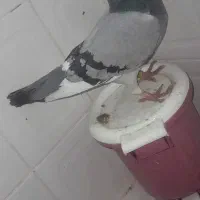 کبوتروو|حیوانات|زاهدان, |دیوار