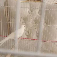 فروش قناری نر سفید|پرنده|صدرا-فارس, فاز ۱|دیوار