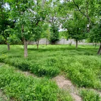 باغ-نقلی-اسکو