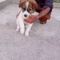 سگ اصیل