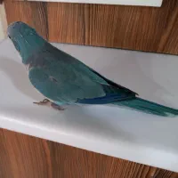 طوطی راهب|پرنده|کرج, شهرک بنفشه|دیوار