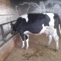 حیوانات.مزرعه