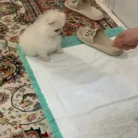 پامر خرسی|سگ|مشهد, منزل آباد|دیوار