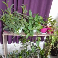 گل طبیعی آپارتمان ۸۰۰هزار