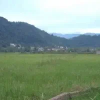 شالیزار-نزدیک-به-شهر-در-لاهیجان