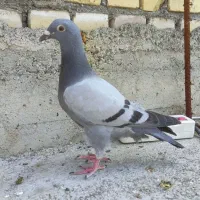 جوجه مسافتی