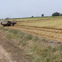 برنج فجر  فروشی