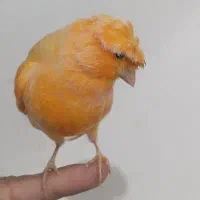 قناری ماده|پرنده|خلخال, |دیوار