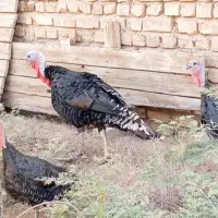 فروش بوقلمون زنده هرکدام 1/500/000|حیوانات مزرعه|سیرجان, |دیوار