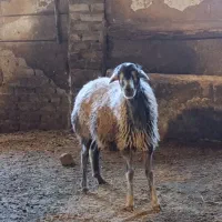 میش شیشک بره ماده قوچ بره نر چپش بز