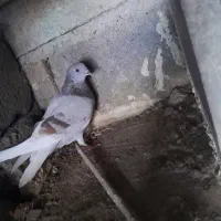 جوجه پتی والا