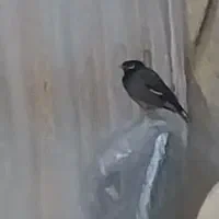 مرغ مینا