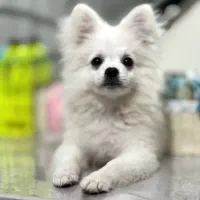 سگ پامرین اپارتمانی|سگ|میاندوآب, |دیوار