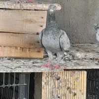 کبوتر سرو ماده|پرنده|شیراز, ارم|دیوار