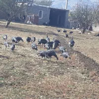 فروش بوقلمون محلی و قاز وقوقاز آدرس مرگور زیوه|حیوانات مزرعه|ارومیه, |دیوار