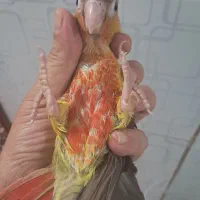 جوجه طوطی گرینچیک ۲ ماهه|پرنده|مبارکه, |دیوار