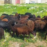 25راس بره نر،جفتی 60کیلو،قره قزلل،قزل افشار