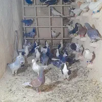 ۳۵عدد کفتر جنگنده|پرنده|کاشمر, |دیوار